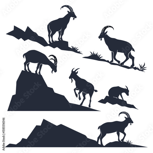 Photography wild animals collection