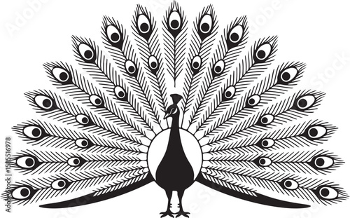 Blue and green peacock displaying its colorful tail feathers against black and white backgrounds