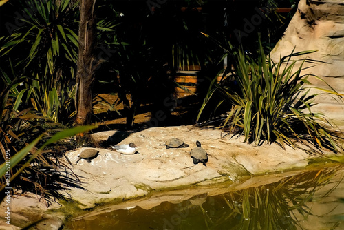 Water turtles basking on rocks in sun by lake in zoo on hot summer day. Birds walking in grass and lying near under palm trees. Aviary for birds and reptiles in nature reserve park.
