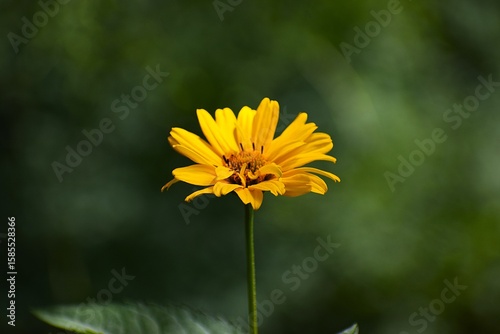 In the photo. Calendula or arnica flower.