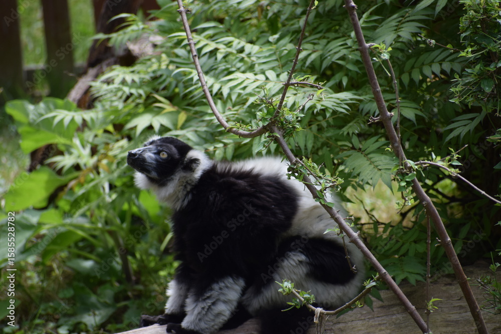 Fototapeta premium ring tailed lemur