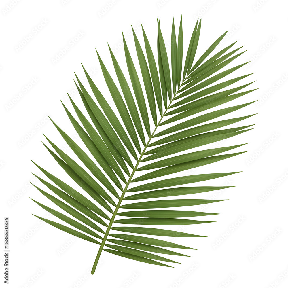 Fototapeta premium Palm frond isolated on black background
