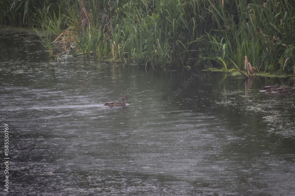 Fototapeta premium wild duck in the lake