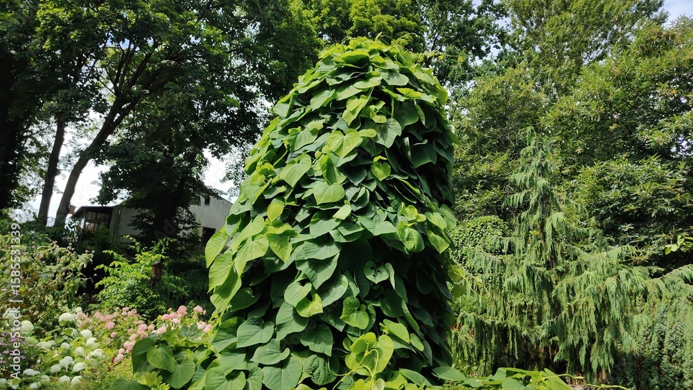 Fototapeta premium ivy on the wall
