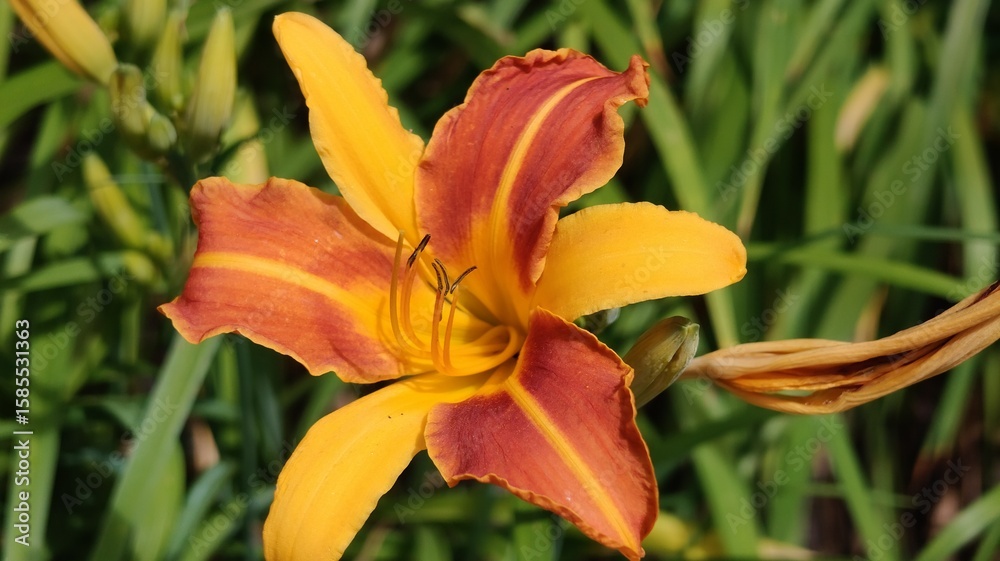 orange lily in the garden orange lily in the garden