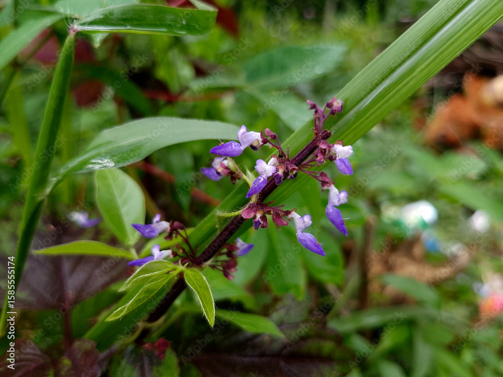 Obraz premium Tiny Violet Flowers in a Wild Tropical Setting