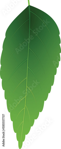 green leaf on white background