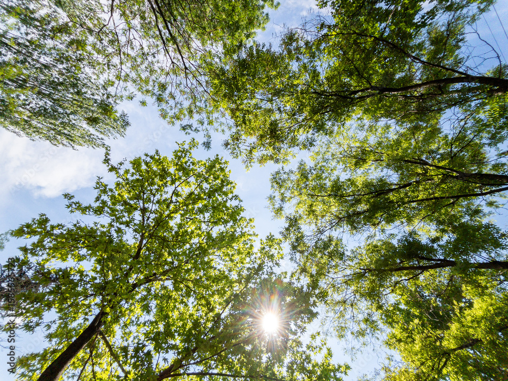Obraz premium Bottom view of a trees in a forest