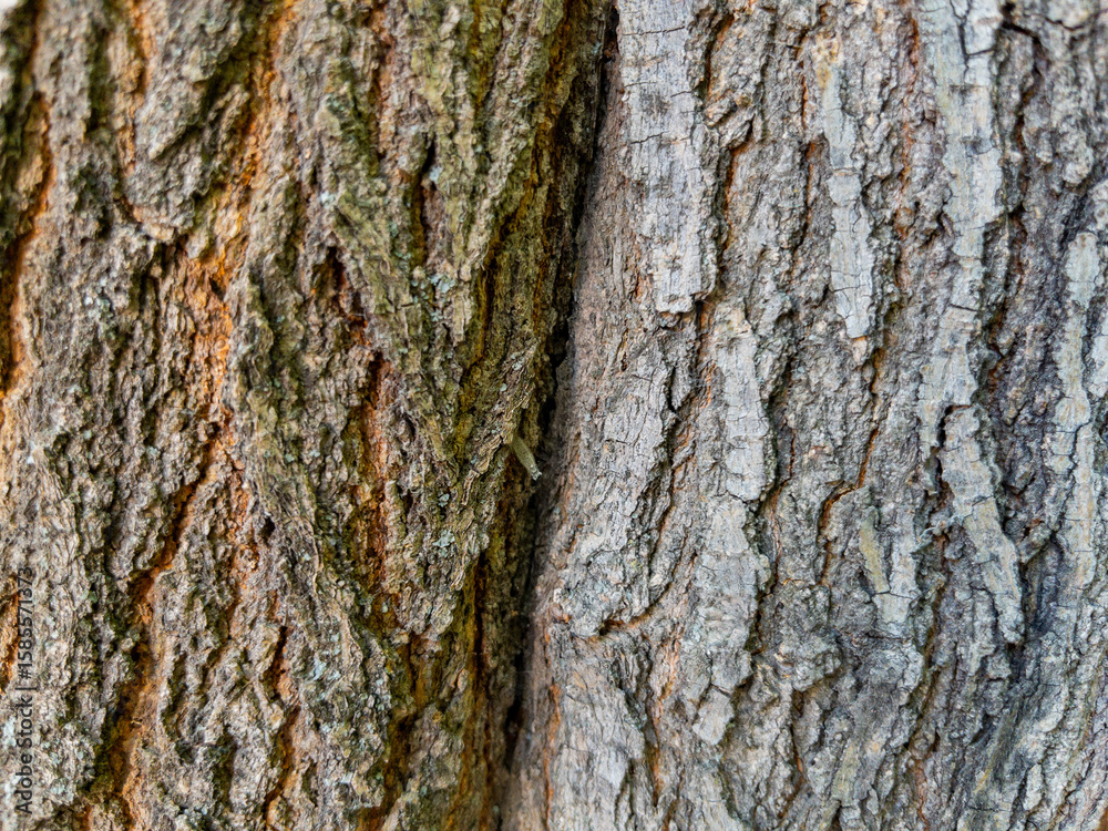 Fototapeta premium Dry tree bark texture as background
