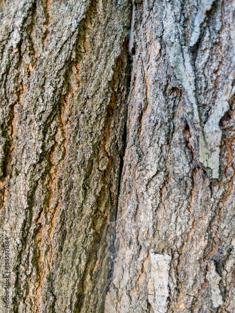 Fototapeta premium Dry tree bark texture as background