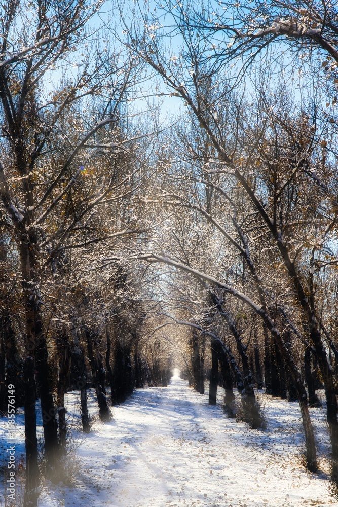 Fototapeta premium Snowy tree-lined path invites peaceful winter stroll in a tranquil park
