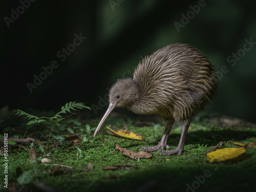 Brown kiwi bird with long beak on mossy ground brown bird