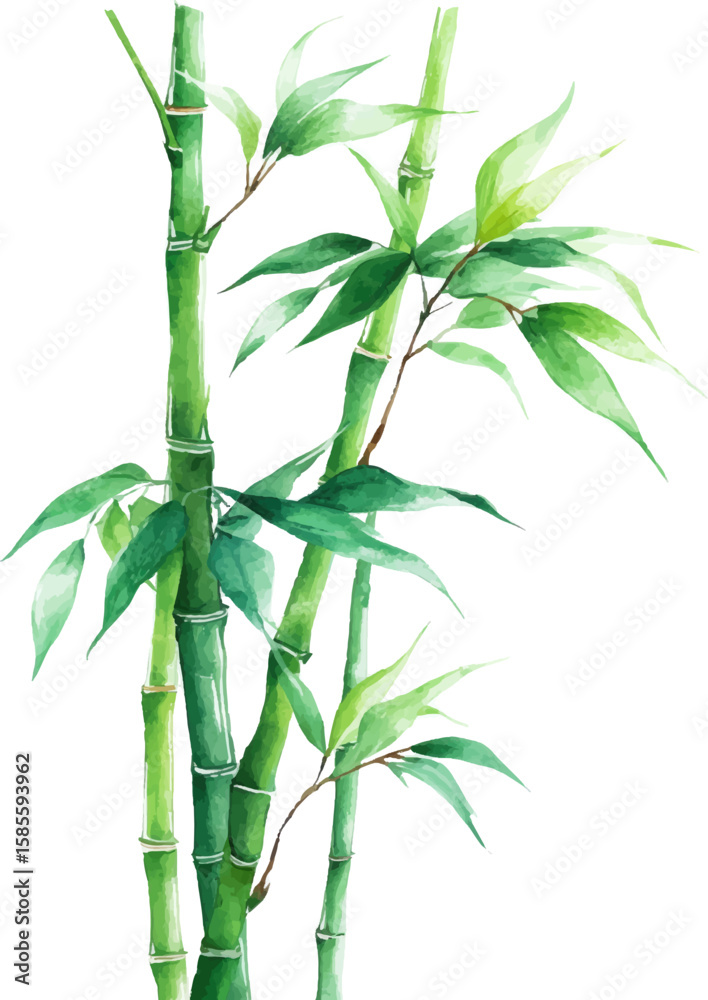 Naklejka premium bamboo isolated on white background