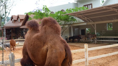 Two humped camel walks around the enclosure