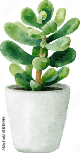 cactus in pot