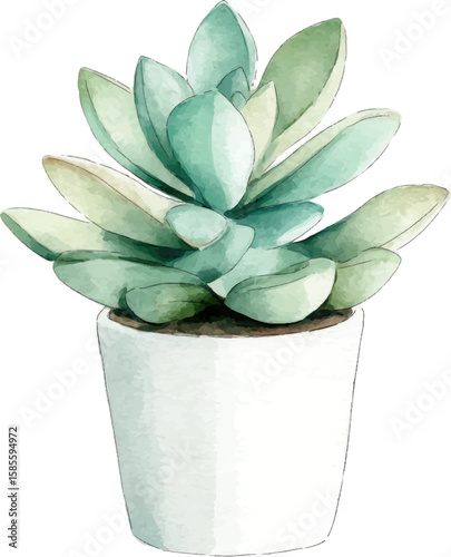 succulent plant in a pot