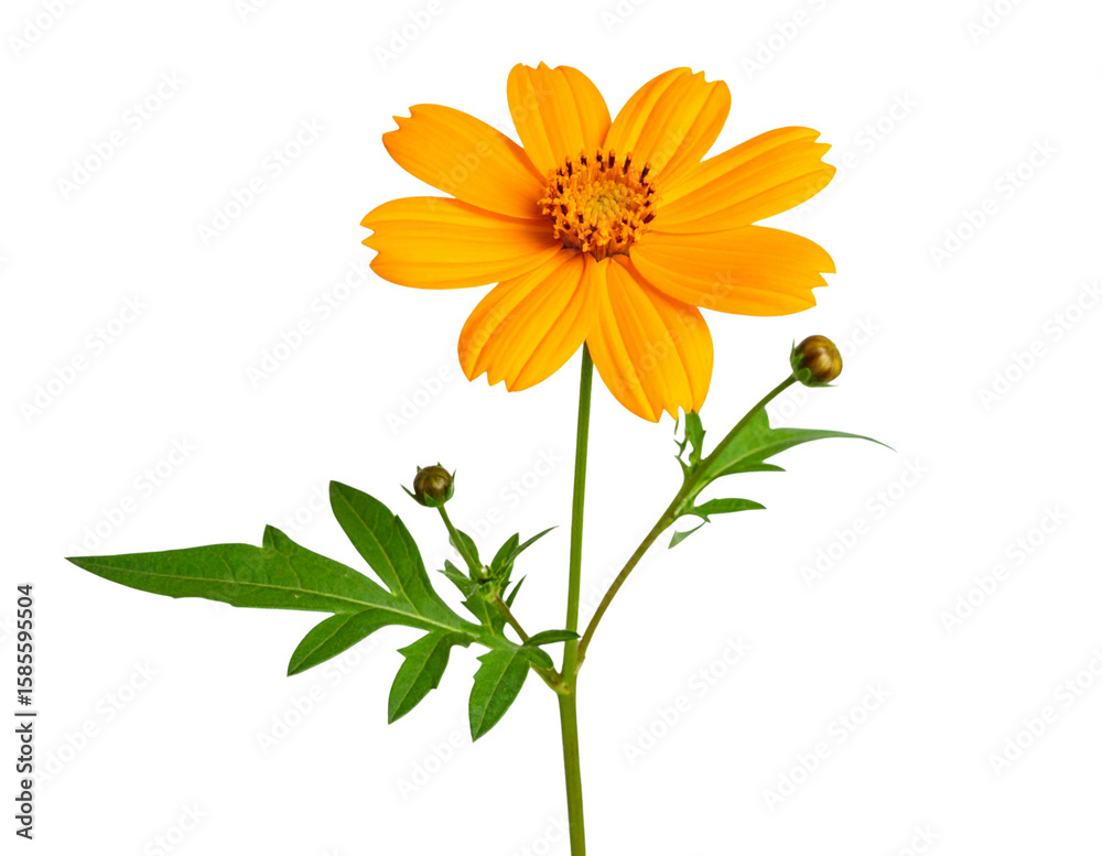Fototapeta premium Tithonia Stem with One Bloom, Side View and Large Green Leaves, Botanical Composition