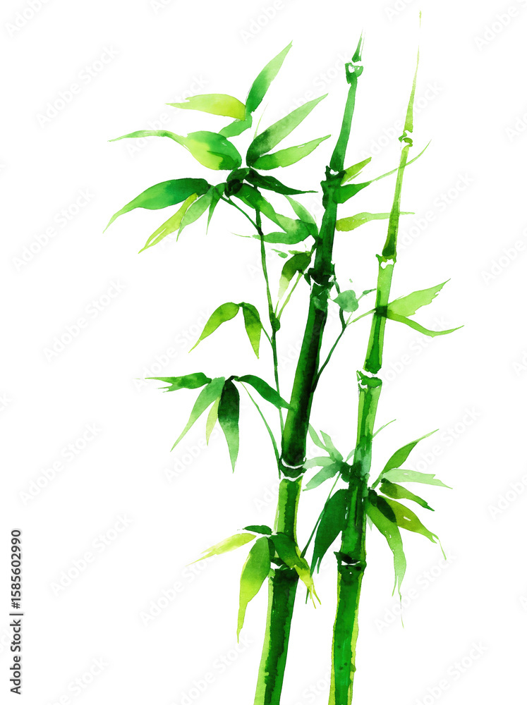 Naklejka premium bamboo isolated on white background