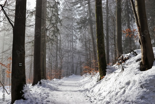 winter forest in the snow