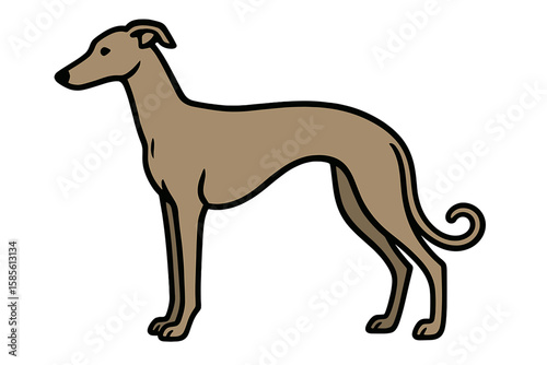 Vector Illustration of a Graceful Whippet Dog
