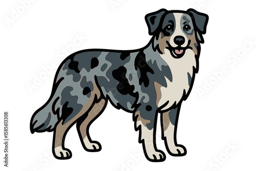 Vector Illustration of a Blue Merle Australian Shepherd Dog