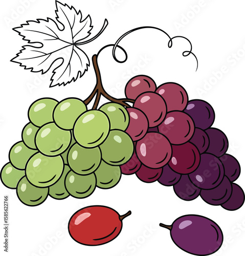 Illustration of a bunch of green and purple grapes, with leaves and individual fruit.
