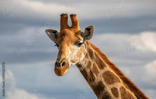 portrait of a giraffe