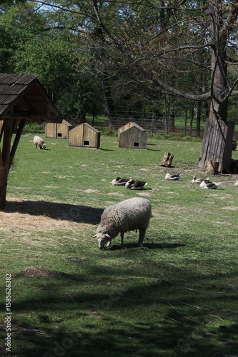 sheep on a farm
