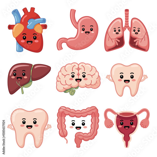 Cute cartoon human organs including heart lungs stomach brain liver teeth intestines and bladder