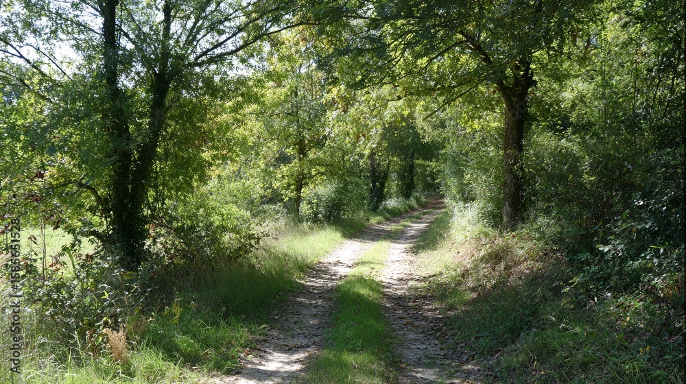 Naklejka premium Sunlit Forest Path with Lush Greenery