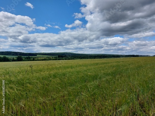 Fototapeta Naklejka Na Ścianę i Meble -  wheat field and blue sky