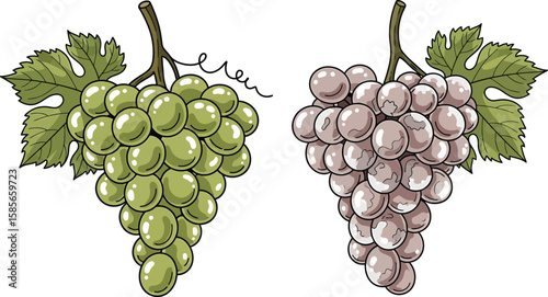 Two bunches of grapes, one green and one light purple, detailed illustration on a white background.
