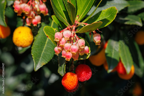 Bild auf Leinwand Fruiting Arbutus Unedo Tree with Red and Orange Berries