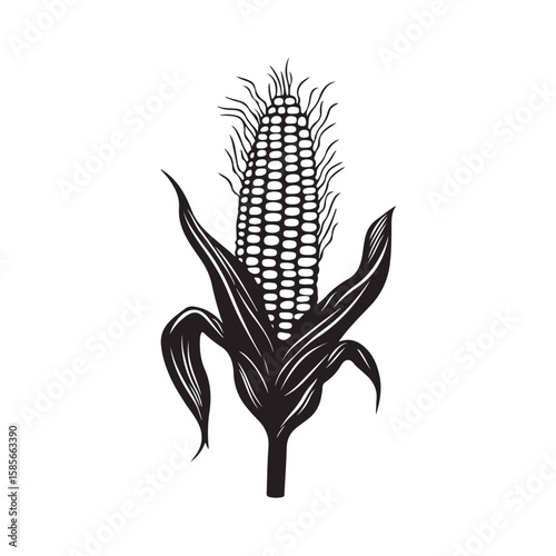 Vector image of fresh corn with detailed design and bright colors, showing corn cobs complete with protective leaves