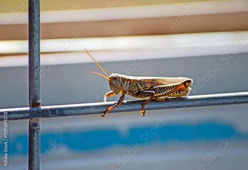 Grasshopper framed by wire fence