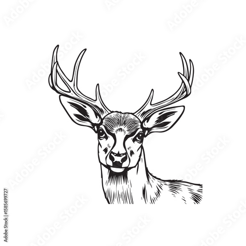 A detailed deer portrait with impressive antlers, isolated on white background, captures the essence of wildlife
