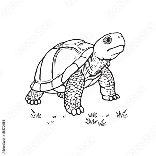 A cute turtle walking on grass, isolated on white background in a black and white illustration