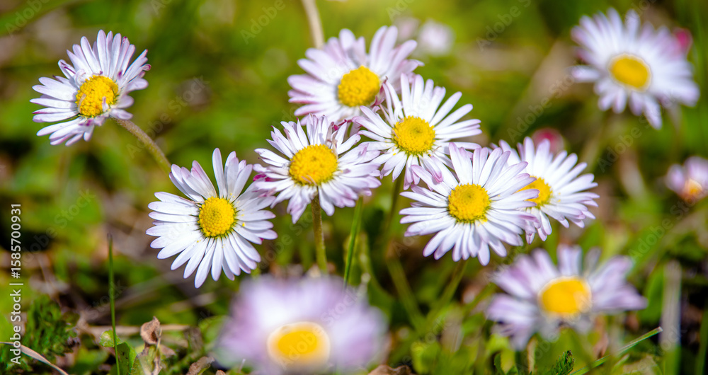 Fototapeta premium White small daisies blooming on grass background