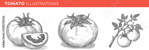 Set illustrations of tomato isolated on transparent background. Vector graphics