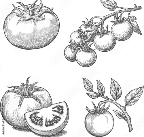 Set illustrations of tomato isolated on transparent background. Vector graphics