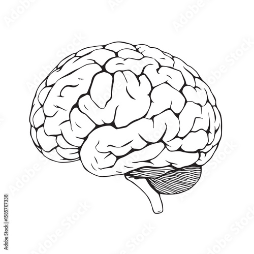 Anatomical illustration of a human brain isolated on white background showcasing its complex structure