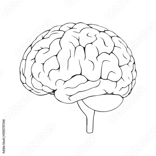 Anatomical illustration of a human brain isolated on white background, a symbol of intelligenc