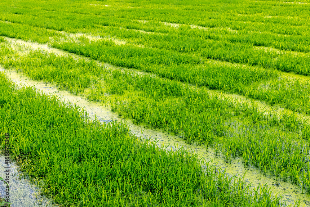 Green rice seedlings in the farmlands of rural China Green rice seedlings in the farmlands of rural China