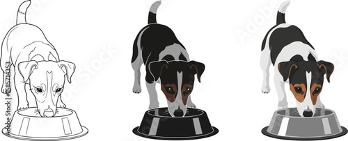 Three illustrations of a jack russell terrier dog drinking from a food bowl