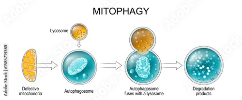 Mitophagy. Autophagy process