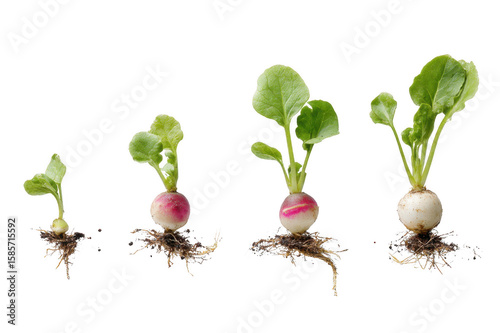 Radish Root Development