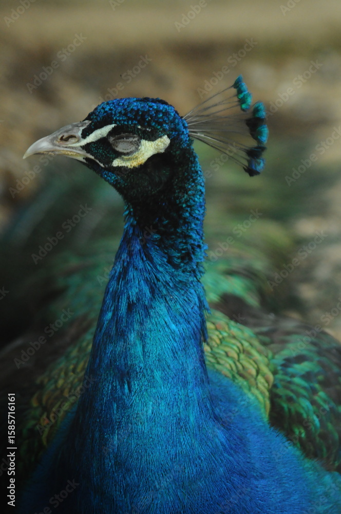 Obraz premium Species birds of the family Pavo cristatus. Majestic Peacock Detailed View Head and Neck displaying vibrant blue colors emerald details plumage showcasing iridescent feathers in full bloom