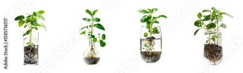 Hydroponics demonstration with young plants growing in water filled glass containers transparent Generative AI