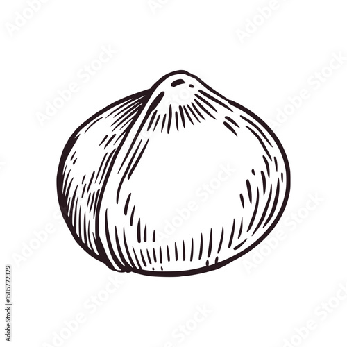 Macadamia nut kernel, white macadamia nut. All objects are hand-drawn in vector. The illustration is suitable for printing on food packaging, cosmetics, fabric and paper. Vector illustration