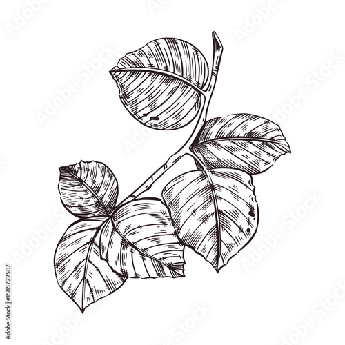 A branch with leaves of a hazelnut tree, hazelnut tree, hazelnut tree. All objects are hand-drawn with ink, vector illustration. For printing on paper, fabric, product packaging, shop window decor.